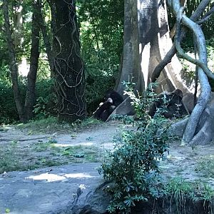 Congo Gorilla Forest