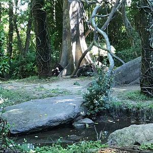 Congo Gorilla Forest