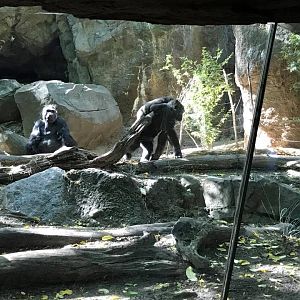 Congo Gorilla Forest