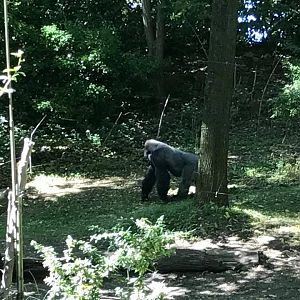 Congo Gorilla Forest
