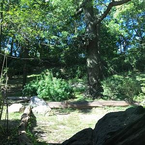 Congo Gorilla Forest