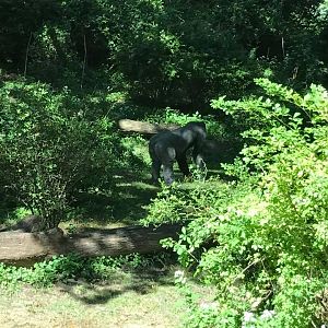 Congo Gorilla Forest