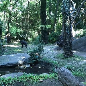 Congo Gorilla Forest