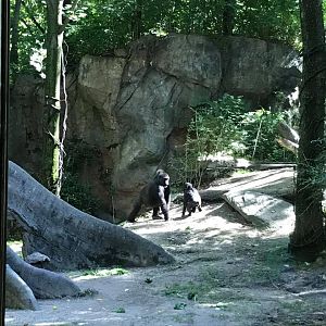 Congo Gorilla Forest