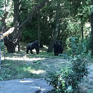 Congo Gorilla Forest