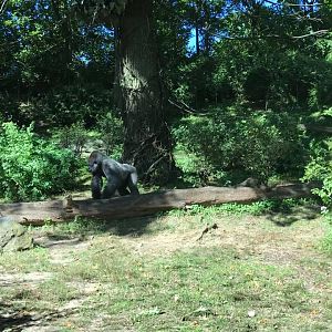 Congo Gorilla Forest