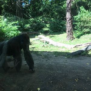 Congo Gorilla Forest