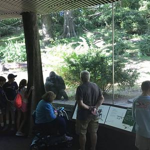 Congo Gorilla Forest