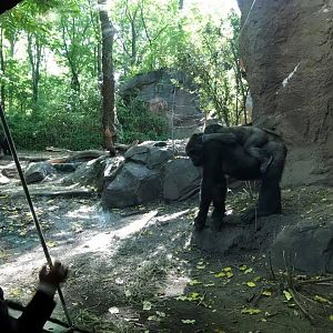 Congo Gorilla Forest