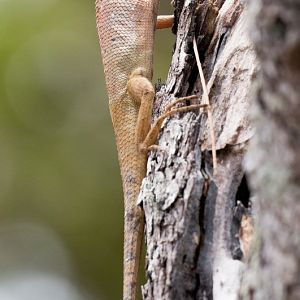 Garden Ornamental Lizard