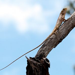 Garden Ornamental Lizard