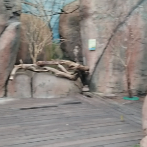 Clip - Indoor Klipspringer Exhibit Panorama