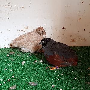 Painted quails - Mutations