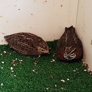 Harlequin quails