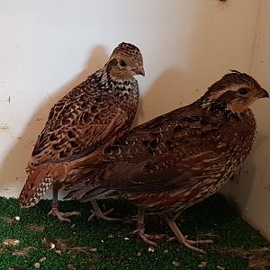 Northern bobwhites