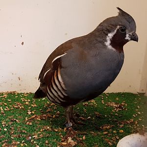 Mountain quail
