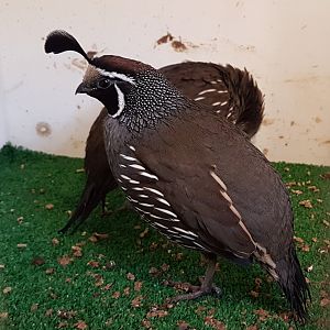 California quails