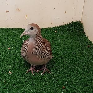 Zebra dove