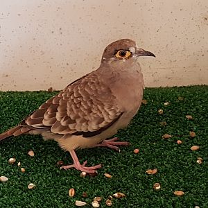 Bare-faced ground-dove