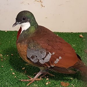 Mindano bleeding-heart