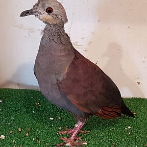 Crested quail-dove