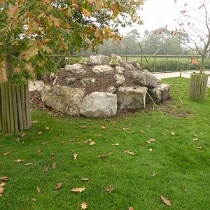 Yellow-footed Rock Wallaby area, 16th October 2017