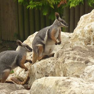 Yellow-footed Rock Wallabies, 16th October 2017