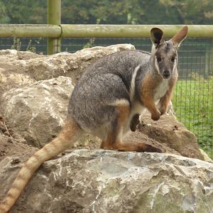 Yellow-footed Rock Wallaby with joey in pouch, 16th October 2017