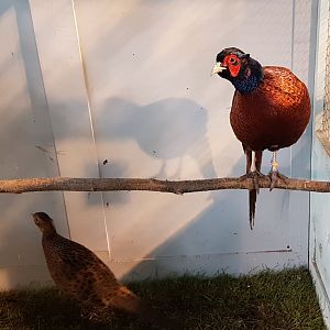 Talish pheasants - Phasianus colchicus talisschensis