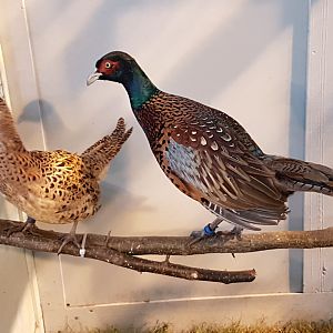 Strauch pheasants - Phasianus colchicus strauchi