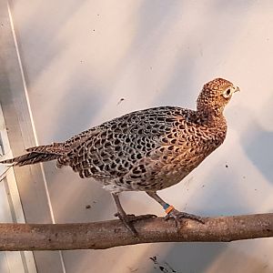 Formosa pheasant Female - Phasianus cochicus formosanus