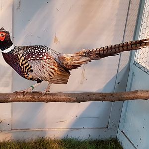 Formosa pheasant Male - Phasianus colchicus formosanus
