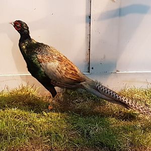 Green heasant - Phasianus versicolor