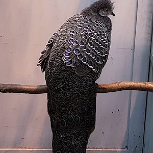 Grey peacock-pheasant