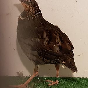 White-necklaced patridge - Arborophila gingica