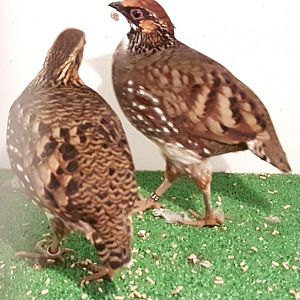 Hill patridges - Arborophila torqueola