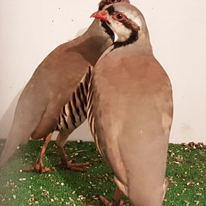 Chucar patridges - Alectoris chukar