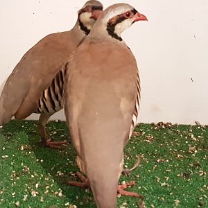 Chucar patridges - Alectoris chukar