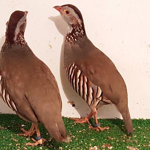 Barbary patridges - Alectoris barbara
