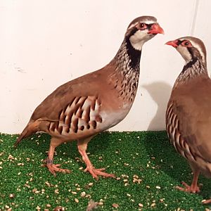Red-legged patridge - Alectoris rufa