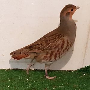 Common patridge - Perdix perdix