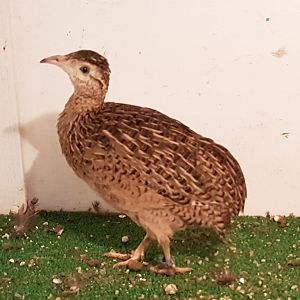 Chilean tinamou