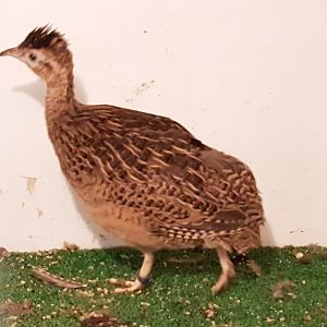 Chilean tinamou