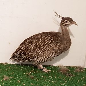 Elegant crested tinamou