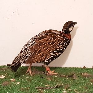 Black francolin