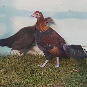 Red junglefowl