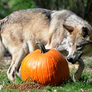 Flint and his pumpkin