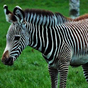 Kito, zebra foal