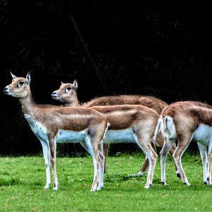 Blackbuck: 25/10/17