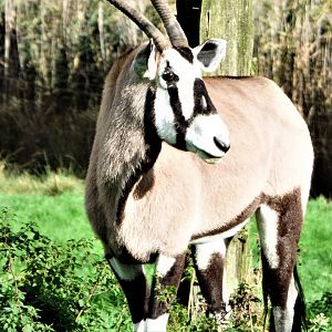 Gemsbok
